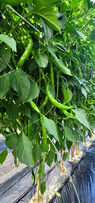 선비 농군님의 고추 · 영농일지 작성글 사진