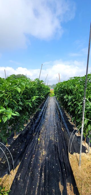 선비 농군님의 고추 · 영농일지 작성글 사진