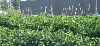 선비 농군님의 고추 · 영농일지 작성글 사진