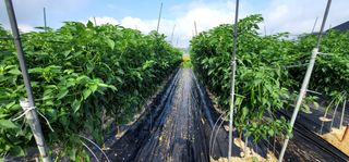 선비 농군님의 고추 · 영농일지 작성글 사진