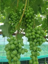 팜모닝 🎉상반기 결산 자랑하기·참여글 게시글 이미지