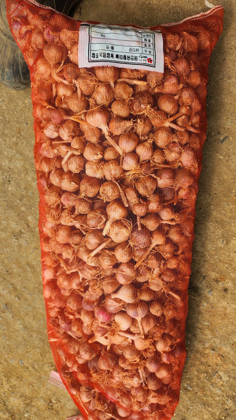 장터 상품 [홍산 분화마늘] 썸네일