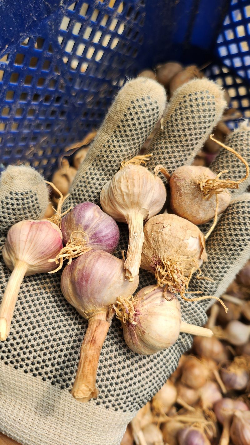 조한솔님의 장터 판매 상품 [홍산 분화마늘] 첨부 사진