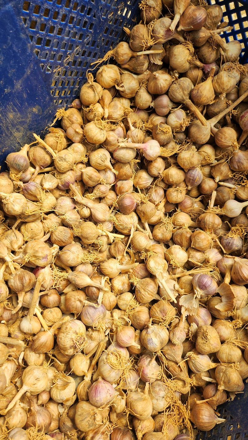 조한솔님의 장터 판매 상품 [홍산 분화마늘] 첨부 사진