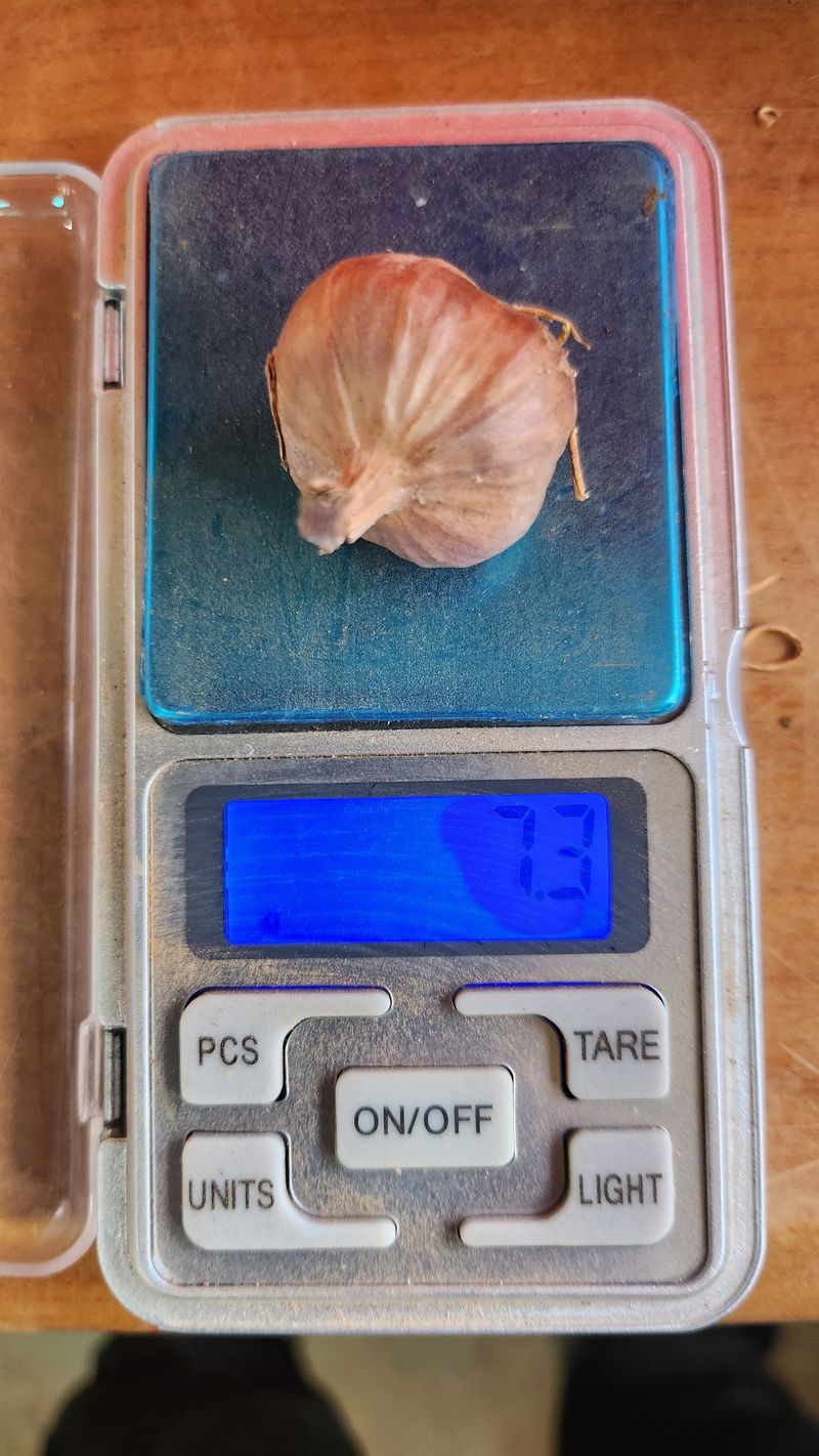 조한솔님의 장터 판매 상품 [홍산 분화마늘] 첨부 사진