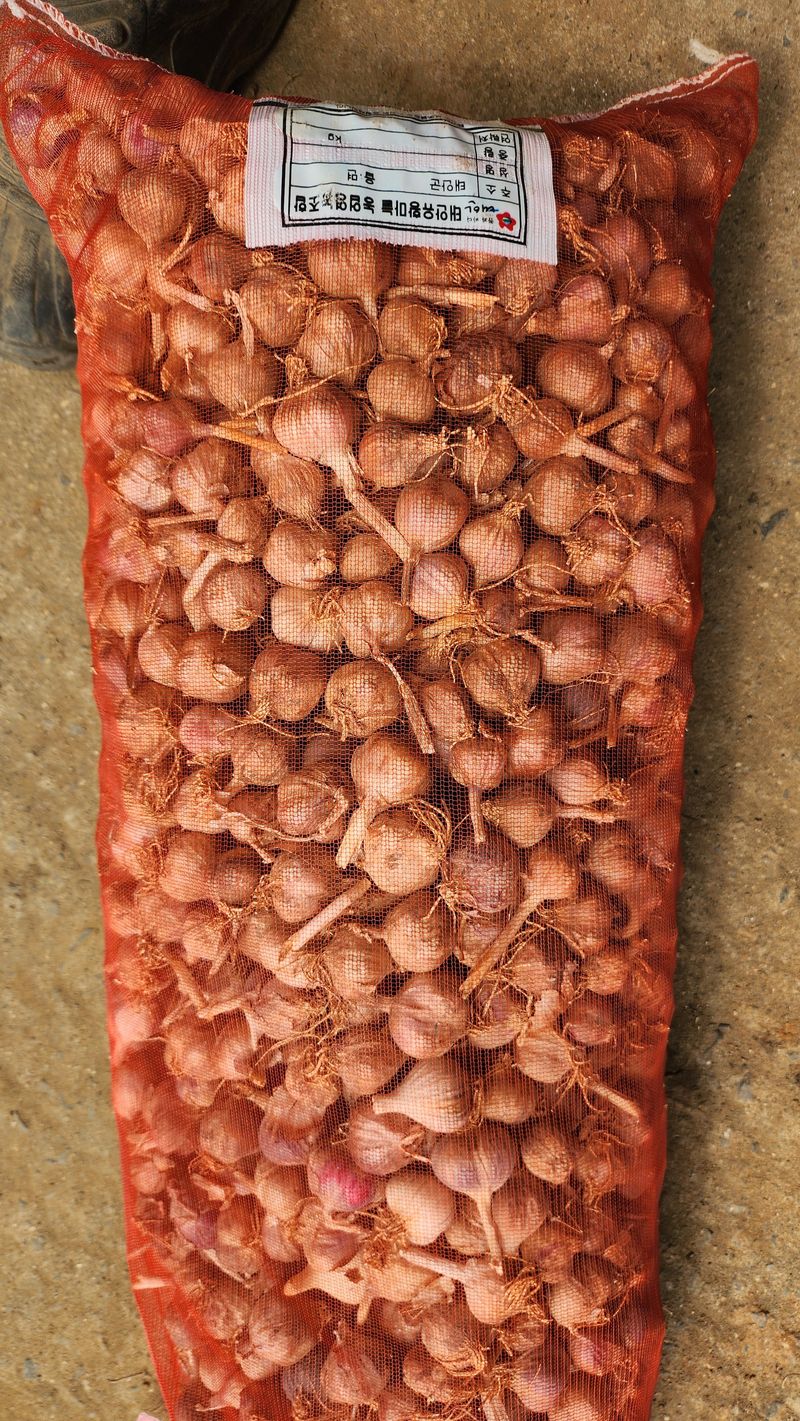 조한솔님의 장터 판매 상품 [홍산 분화마늘] 첨부 사진