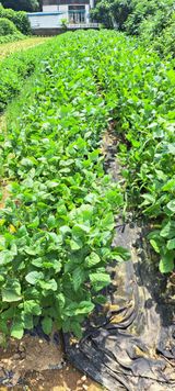 팜모닝 콩·영농일지 게시글 이미지