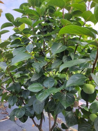 엽채류(박은숙)님의 🎉상반기 결산 자랑하기 · 참여글 작성글 사진