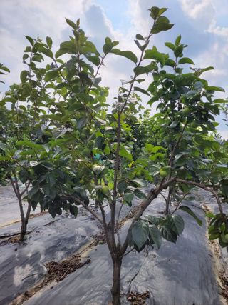 엽채류(박은숙)님의 🎉상반기 결산 자랑하기 · 참여글 작성글 사진