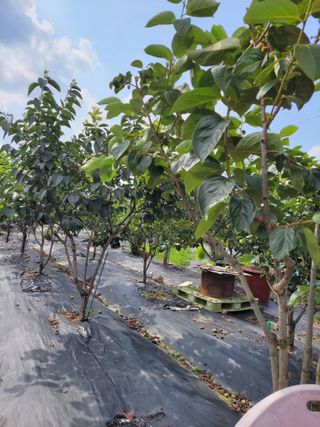 엽채류(박은숙)님의 🎉상반기 결산 자랑하기 · 참여글 작성글 사진