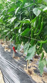 팜모닝 🎉상반기 결산 자랑하기·참여글 게시글 이미지