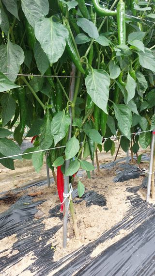 국화옆에서님의 🎉상반기 결산 자랑하기 · 참여글 작성글 사진