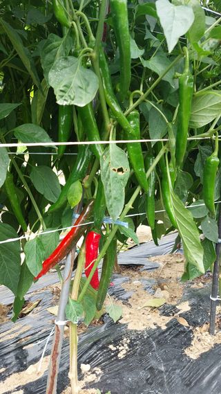 국화옆에서님의 🎉상반기 결산 자랑하기 · 참여글 작성글 사진