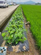 팜모닝 🎉상반기 결산 자랑하기·참여글 게시글 이미지