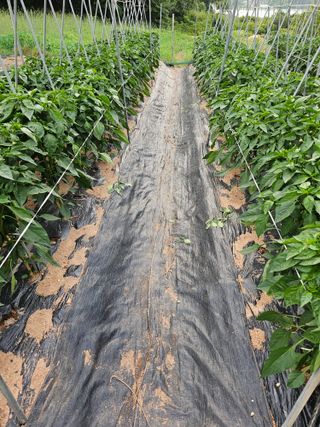 이상철님의 🎉상반기 결산 자랑하기 · 참여글 작성글 사진