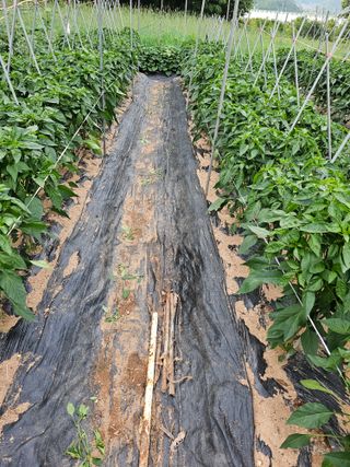 이상철님의 🎉상반기 결산 자랑하기 · 참여글 작성글 사진