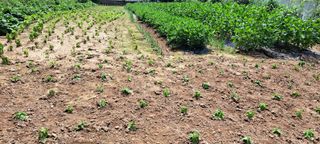 김재찬님의 들깨 · 영농일지 작성글 사진