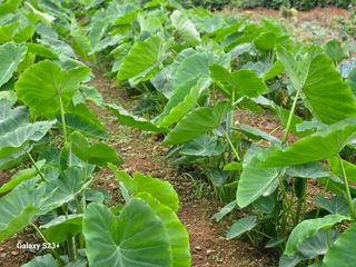 최갑수 님의 🎉상반기 결산 자랑하기 · 참여글 작성글 사진