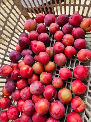 최선희님의 🎉상반기 결산 자랑하기 · 참여글 작성글 사진