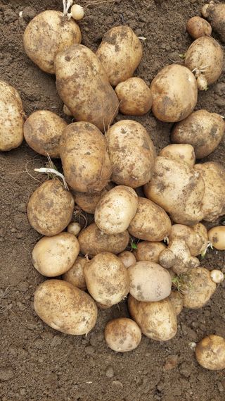 관음손가네님의 감자 · 영농일지 작성글 사진