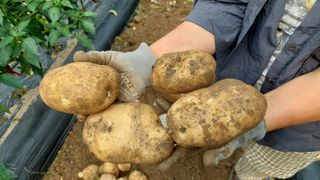 관음손가네님의 감자 · 영농일지 작성글 사진