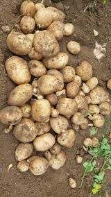 팜모닝 감자·영농일지 게시글 이미지