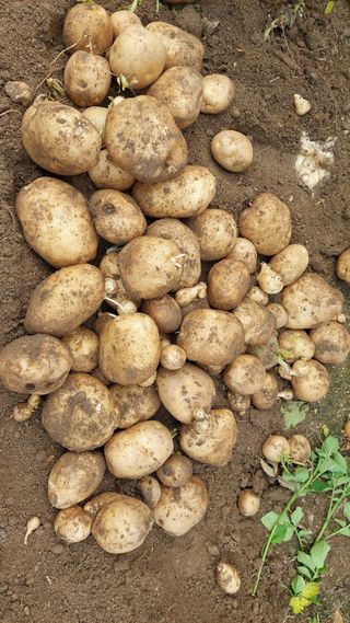 관음손가네님의 감자 · 영농일지 작성글 사진