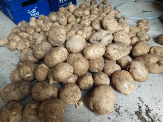 관음손가네님의 감자 · 영농일지 작성글 사진