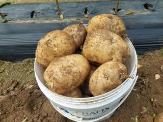 관음손가네님의 감자 · 영농일지 작성글 사진