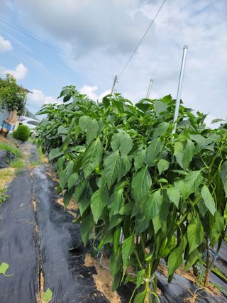 엽채류(박은숙)님의 🎉상반기 결산 자랑하기 · 참여글 작성글 사진