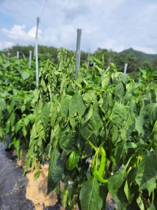 엽채류(박은숙)님의 🎉상반기 결산 자랑하기 · 참여글 작성글 사진