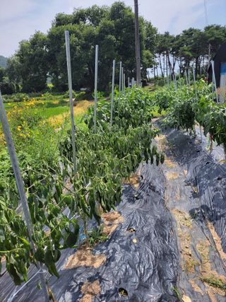엽채류(박은숙)님의 🎉상반기 결산 자랑하기 · 참여글 작성글 사진