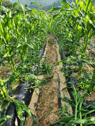 김갑임님의 옥수수 · 영농일지 작성글 사진