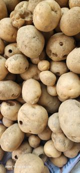 팜모닝 농사, 무엇이든 물어보세요!·참여글 게시글 이미지