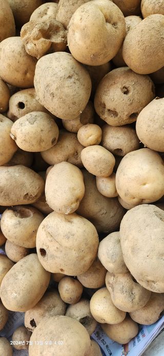 참신한 농부님의 농사, 무엇이든 물어보세요! · 참여글 작성글 사진