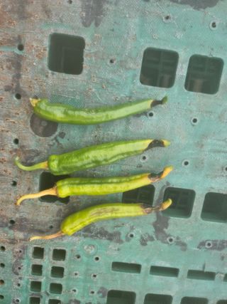 김용규님의 자유주제 · 자유게시판 작성글 사진