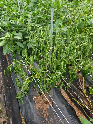 김용규님의 자유주제 · 자유게시판 작성글 사진