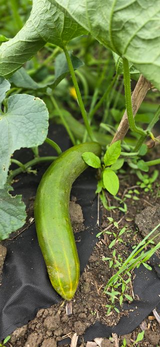 아침이슬청과님의 🎉상반기 결산 자랑하기 · 참여글 작성글 사진