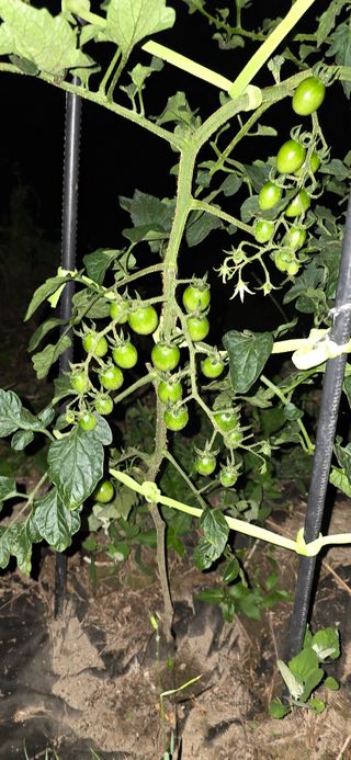 아침이슬청과님의 🎉상반기 결산 자랑하기 · 참여글 작성글 사진