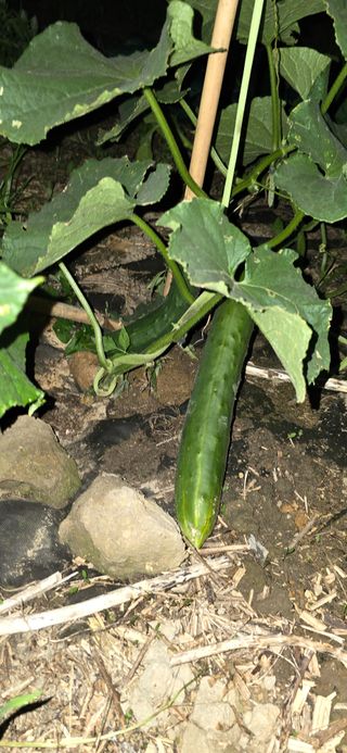 아침이슬청과님의 🎉상반기 결산 자랑하기 · 참여글 작성글 사진