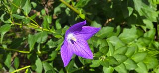 아침이슬청과님의 🎉상반기 결산 자랑하기 · 참여글 작성글 사진