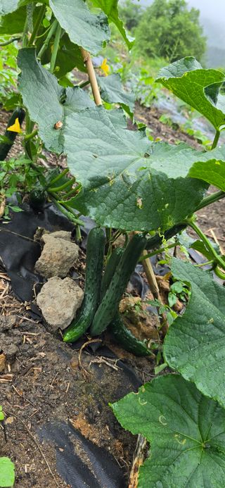 아침이슬청과님의 🎉상반기 결산 자랑하기 · 참여글 작성글 사진