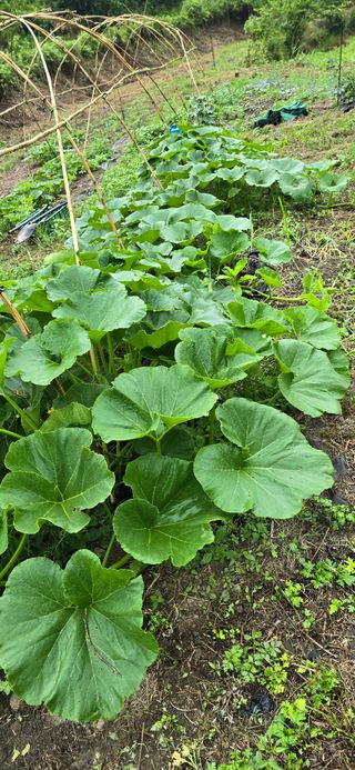 아침이슬청과님의 🎉상반기 결산 자랑하기 · 참여글 작성글 사진