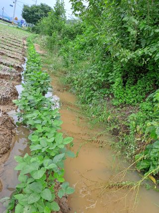 대파17163님의 농사, 무엇이든 물어보세요! · 참여글 작성글 사진