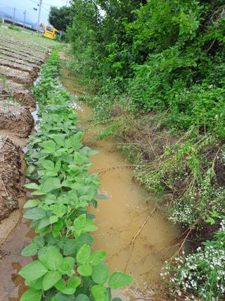 대파17163님의 농사, 무엇이든 물어보세요! · 참여글 작성글 사진