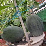 팜모닝 🎉상반기 결산 자랑하기·참여글 게시글 이미지