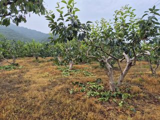 김해시 주말농부님의 최고의 제초제는 무엇인가요?🌿 · 참여글 작성글 사진