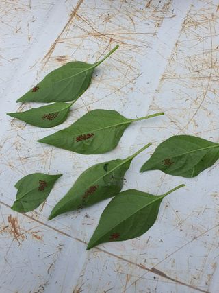 오딴감님의 고추 · 병해충상담 작성글 사진