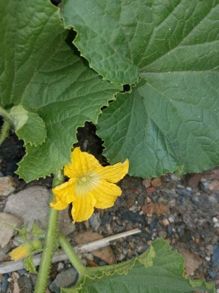 이상돈님의 기타작물 · 영농일지 작성글 사진