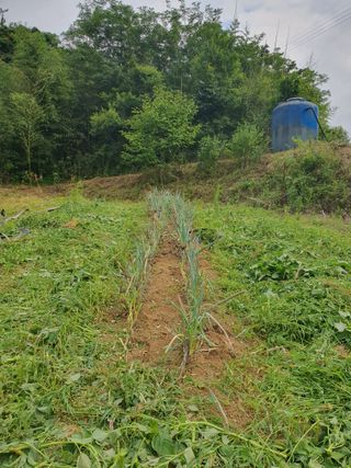 경주농장님의 파 · 영농일지 작성글 사진